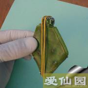 用细绳或橡皮筋将接穗与砧木固定