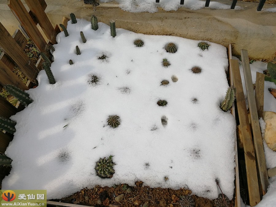 雪中的彩草、袖蒲柱等