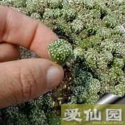 准备嫁接的接穗