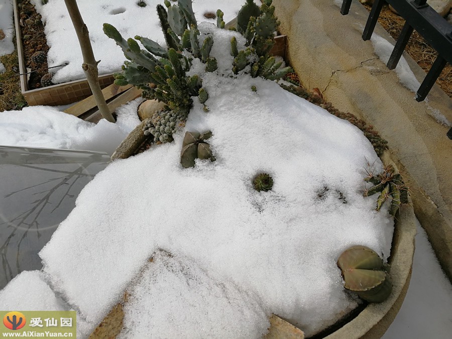 雪中的绯花玉、鸾凤玉、姬珊瑚等