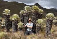 安第斯山脉的高山“仙女杯”植物Speletia schultzii