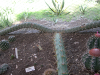 Acanthocereus baxaniensis