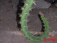 Acanthocereus baxaniensis