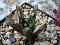 勃氏牡丹 subsp. bravoanus