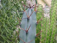 Cereus comarapanus