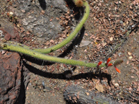 Cleistocactus baumannii subsp. santacruzensis