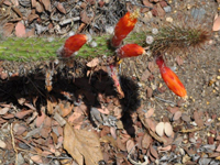 Cleistocactus baumannii subsp. santacruzensis