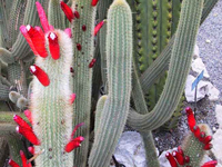 Cleistocactus brookeae