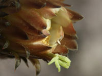 Cleistocactus clavispinus