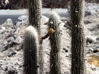 Cleistocactus clavispinus