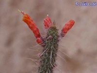 Cleistocactus grossei