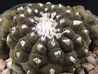 Copiapoa hypogaea f. Lizard Skin