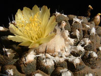 Copiapoa hypogaea f. Lizard Skin