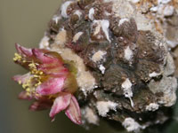 Copiapoa hypogaea f. Lizard Skin