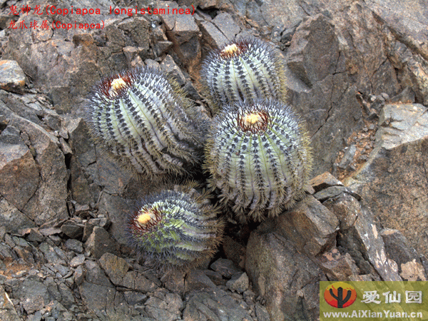 鬼神龙_(Copiapoa longistaminea)_龙爪球属仙人球_爱仙园
