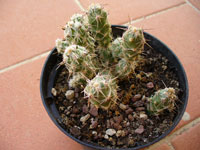 Corynopuntia bulbispina