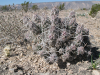 Corynopuntia bulbispina subsp. basileocephala