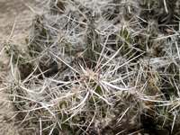 Corynopuntia bulbispina subsp. basileocephala