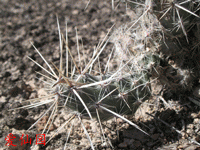 Corynopuntia bulbispina subsp. basileocephala