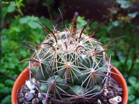 Coryphantha cornifera var. maliterrarum