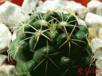 Coryphantha elephantidens subsp. greenwoodii