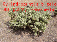 Cylindropuntia bigelovii