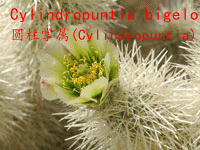 Cylindropuntia bigelovii