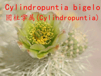 Cylindropuntia bigelovii