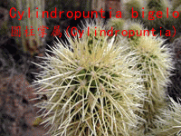 Cylindropuntia bigelovii