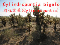 Cylindropuntia bigelovii