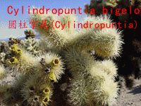 Cylindropuntia bigelovii