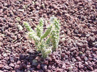 Cylindropuntia species