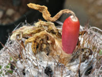 Discocactus zehntneri subsp. araneispinus