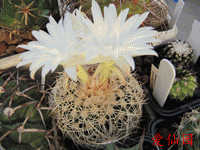 Discocactus zehntneri subsp. araneispinus