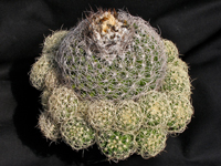 Discocactus zehntneri subsp. araneispinus
