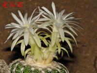 Discocactus zehntneri subsp. buenekeri