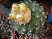 Discocactus zehntneri subsp. buenekeri