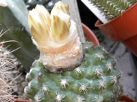 Discocactus zehntneri subsp. buenekeri