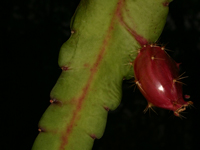 Disocactus ackermannii subsp. conzattiana