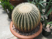 Echinocactus grusonii var. albispinus