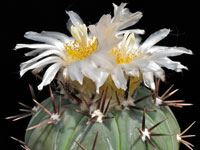 Echinocactus horizonthalonius var. subikii