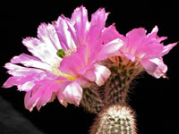 Echinocereus chisoensis var. fobeanus