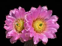 Echinocereus chisoensis var. fobeanus