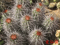 Echinocereus coccineus subsp. matudae