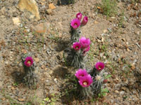 Echinocereus engelmannii var. armatus