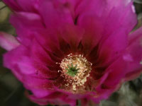 Echinocereus engelmannii var. armatus