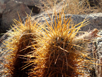 Echinocereus engelmannii var. armatus