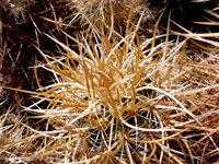 Echinocereus engelmannii var. armatus