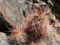 Echinocereus engelmannii var. armatus