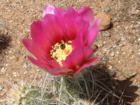 Echinocereus engelmannii var. munzii